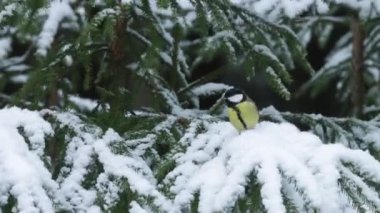 A small and colorful songbird Great tit (Parus major) on a snowy spruce branch in a winter wonderland, coniferous boreal forest of Estonia, Northern Europe.