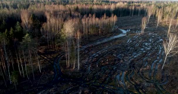 Letecký Pohled Semenné Stromy Ponechané Čerstvě Zablácené Jasně Řezané Ploše — Stock video