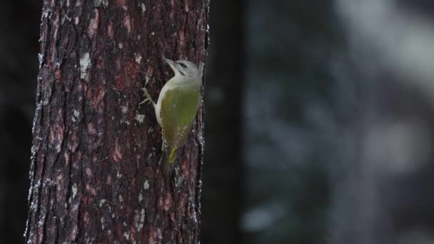 Pájaro Europeo Pájaro Carpintero Cabeza Gris Picus Canus Trepando Sobre — Vídeo de stock