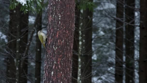 Pájaro Europeo Pájaro Carpintero Cabeza Gris Picus Canus Trepando Sobre — Vídeos de Stock