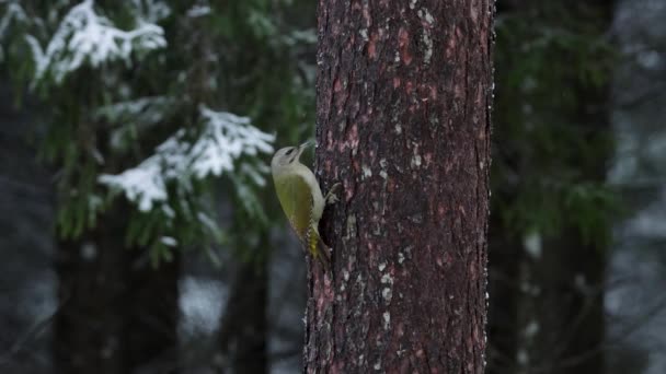 Europese Vogel Grijskopspecht Picus Canus Klimmend Een Oude Pijnboomstam Het — Stockvideo