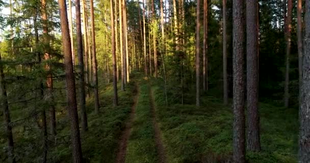 Vuelo Lento Sobre Pequeño Sendero Forestal Durante Atardecer Bosque Boreal — Vídeos de Stock