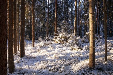 Estonya 'nın vahşi doğasında güneşli bir kış gününde güzel karlı boeal ormanı.