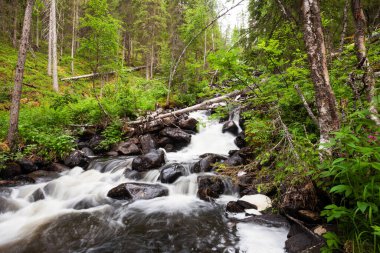Saaripuron Şelalesi, Kuzey Finlandiya 'daki Oulanka Ulusal Parkı' ndaki bereketli Tayga ormanının ortasında..