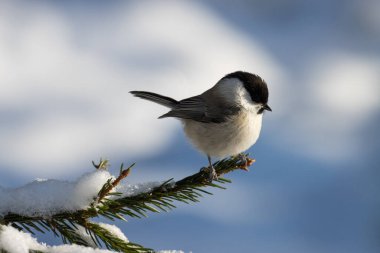 Small European woodland bird Willow tit, Poecile montanus perched on a spruce branch during a winter day in Estonian forest.