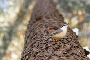 Kuzey Avrupa 'daki Estonya' nın Boreal Ormanı 'nda kış boyunca ağaç kabuğunda dikilen Avrasya Kuşu, Sitta Avrupai