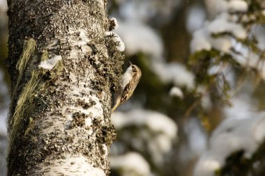 Güneşli bir öğleden sonra Estonya 'da karlı bir boreal ormanda yiyecek arayan küçük Avrasya Ağaç Bekçisi (Certhia familiaris).