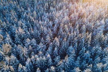 Aerial shot of a Spruce forest covered with snow during a cold sunrise in Estonia, Northern Europe. clipart