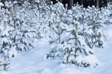 Küçük ve genç Baltık çamı veya İskoçlar çam ağacı, Kuzey Avrupa 'da, Estonya' da karlı bir kış boyunca bir orman arazisindeki Pinus silvestris ağaçları.