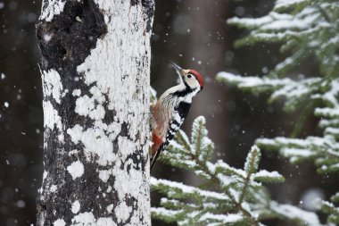 Beyaz sırtlı erkek ağaçkakan (Dendrocopos leucotos) kar yağışı sırasında Aspen ağacında tırmanıp yiyecek arıyor..