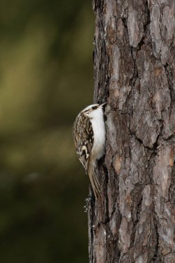 Güneşli bir öğleden sonra Estonya 'da, Boreal Ormanı' nda yiyecek arayan küçük Avrasya ağaç bekçisi (Certhia familiaris)..