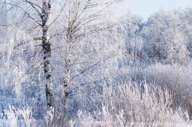 Soğuk bir sabah Estonya, Kuzey Avrupa 'da buzlu çalılar ve ağaçlar.
