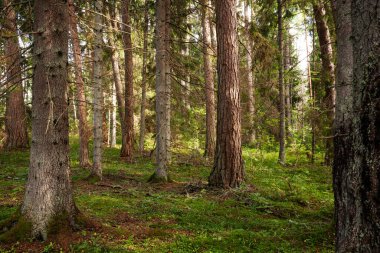 Estonya, Kuzey Avrupa 'da bir yaz günü yüksek ağaçlı kozalaklı orman.