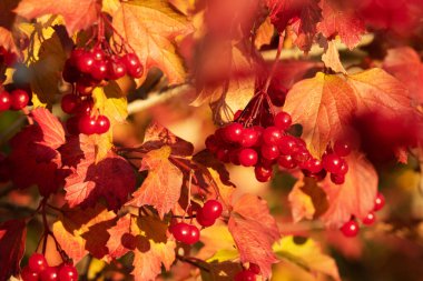 Estonya 'da renkli sonbahar yaprakları arasında olgunlaşmış Guelder-rose ve Viburnum opulus üzümleri.