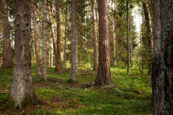 Estonya, Kuzey Avrupa 'da bir yaz günü yüksek ağaçlı kozalaklı orman.