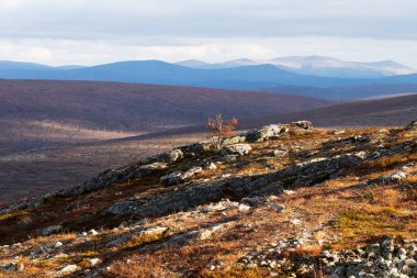 Kuzey Finlandiya 'daki Urho Kekkonen Ulusal Parkı' nda bir sonbahar akşamı açık hava manzarası.