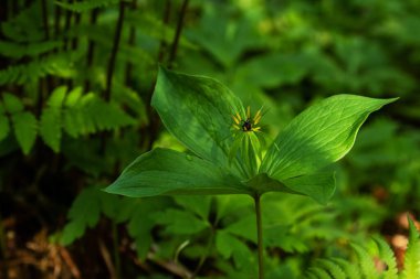 Kuzey Avrupa 'daki Estonya Boreal Ormanı' nda yemyeşil bir bahar mevsiminde çiçek açan Herb-Paris, Paris kuadrifolisi.