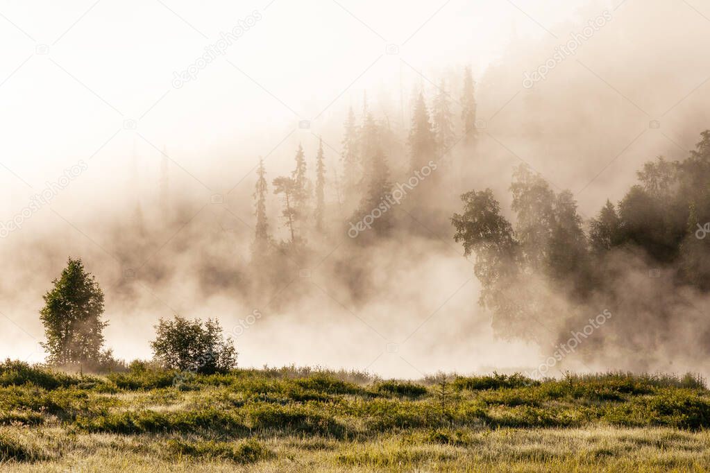 A misty summer morning on the flooded meadow of Oulanka National Park, Northern Finland.