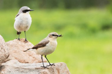Female Northern wheatear, Oenanthe oenanthe with food for the chicks and male bird in the background.