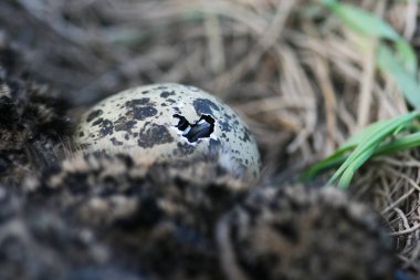 Close-up of a Northern lapwing, Vanellus vanellus chick hatching from an egg. clipart