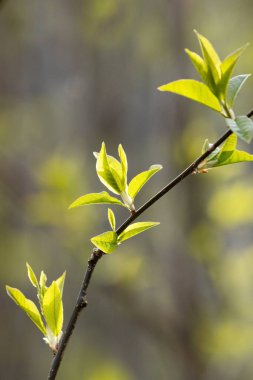 Taze kuş kiraz ağacı, Prunus padus ilkbahar günü Estonya 'da yapraklar.