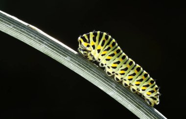 Beautiful Old world swallowtail caterpillar, Papilio machaon on a dark background in Europe.