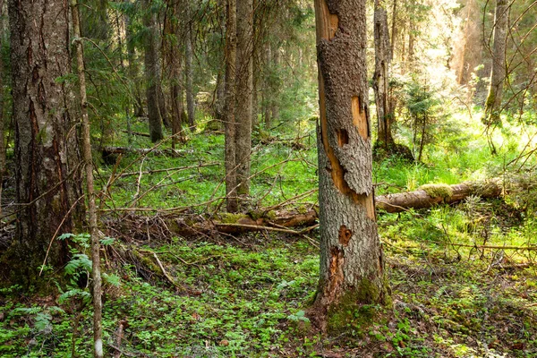 Verde Lussureggiante Estate Vecchia Foresta Boreale Primordiale Estonia Nord Europa — Foto Stock