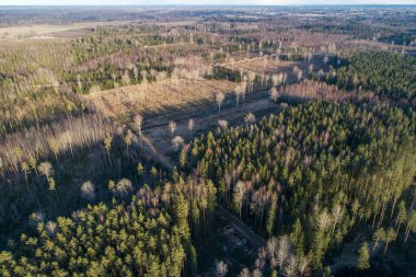 An aerial of a woodland with mixed forests and clear-cut areas in Estonia, Northern Europe.