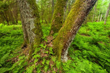Several trees covered with moss and young ferns in an old-growth forest in Estonia, Northern Europe.