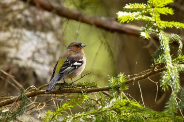 Male Common chaffinch, Fringilla coelebs perched on a Spruce branch in Estonian forest.