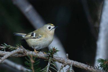 Avrupa 'nın en küçük kuşu olan Goldcrest (Regulus regulus) bir bahar günü Estonya' da tünemiştir..