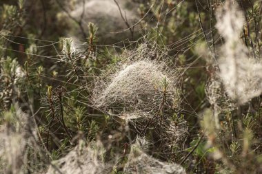 Beautiful bowl shaped spider webs in a morning bog in Estonia, Northern Europe