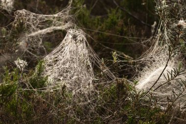 Beautiful bowl shaped spider webs in a morning bog in Estonia, Northern Europe
