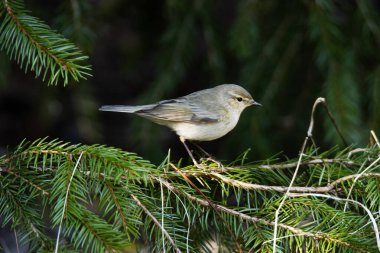 Common chiffchaff, Phylloscopus collybita perched on a Spruce branch in Europe.