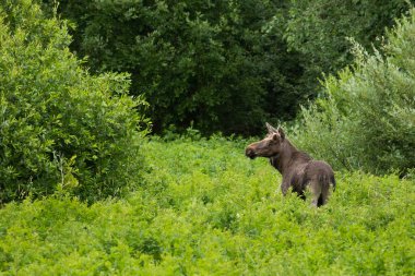 Avrupa 'da büyük bir memeli geyik, yazın Estonya' da yemyeşil çayır çalılarının ortasında Alces kıvrılır..