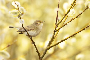 Küçük Avrupalı ötücü kuş yaygın chiffchaff, Phylloscopus collybita söğüt ağacının ortasında böcek arıyor.