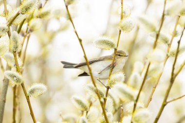 Küçük Avrupalı ötücü kuş yaygın chiffchaff, Phylloscopus collybita söğüt ağacının ortasında böcek arıyor.