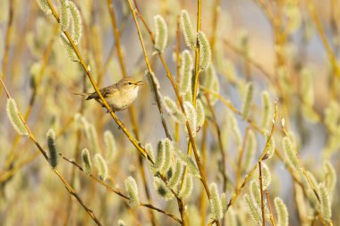 Küçük Avrupalı ötücü kuş yaygın chiffchaff, Phylloscopus collybita söğüt ağacının ortasında böcek arıyor.