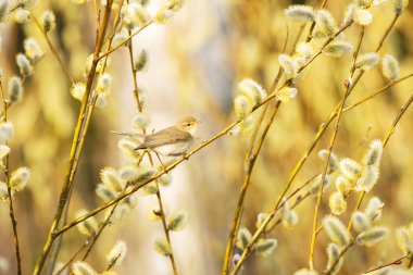 Küçük Avrupalı ötücü kuş yaygın chiffchaff, Phylloscopus collybita söğüt ağacının ortasında böcek arıyor.