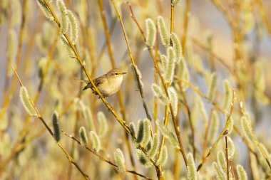 Küçük Avrupalı ötücü kuş yaygın chiffchaff, Phylloscopus collybita söğüt ağacının ortasında böcek arıyor.
