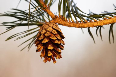 Close-up of a Scots pine, Pinus sylvestris cone opening up on a late spring evening in Estonia, Northern Europe.