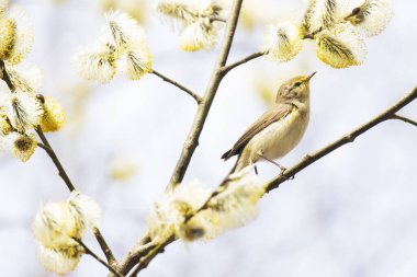 Küçük Avrupalı ötücü kuş yaygın chiffchaff, Phylloscopus collybita söğüt ağacının ortasında böcek arıyor.