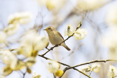 Küçük Avrupalı ötücü kuş yaygın chiffchaff, Phylloscopus collybita söğüt ağacının ortasında böcek arıyor.
