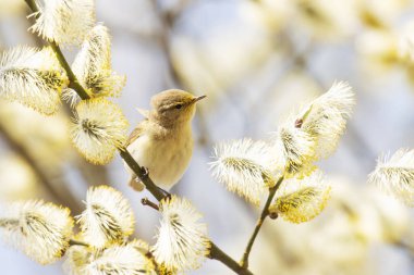 Küçük Avrupalı ötücü kuş yaygın chiffchaff, Phylloscopus collybita söğüt ağacının ortasında böcek arıyor.