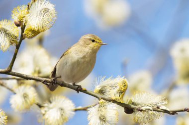 Küçük Avrupalı ötücü kuş yaygın chiffchaff, Phylloscopus collybita söğüt ağacının ortasında böcek arıyor.