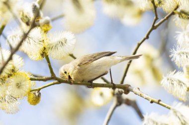 Güneşli bir nisan gününde küçük bir kuş olan Phylloscopus Collybita gagasını temizler..