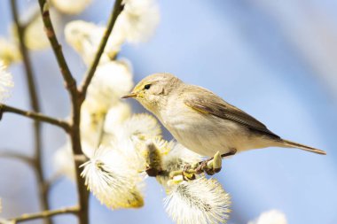 Küçük Avrupalı ötücü kuş yaygın chiffchaff, Phylloscopus collybita söğüt ağacının ortasında böcek arıyor.