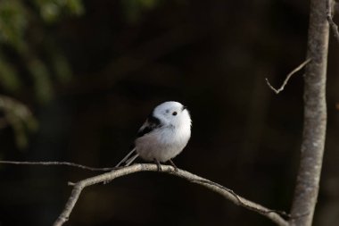 A curious and supercute small European songbird Long-tailed tit, Aegithalos caudatus on a spring day in Estonia.