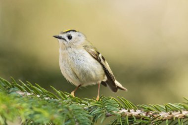 Avrupa 'nın en küçük kuşu olan Goldcrest (Regulus regulus) bir bahar günü Estonya' da tünemiştir..