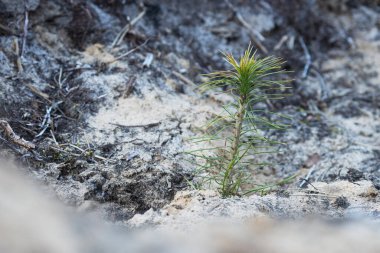 Small Pine tree after being planted to a sandy ground in clear-cut area in Estonia. Young trees absorb more carbon.